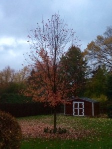 fall tree 5
