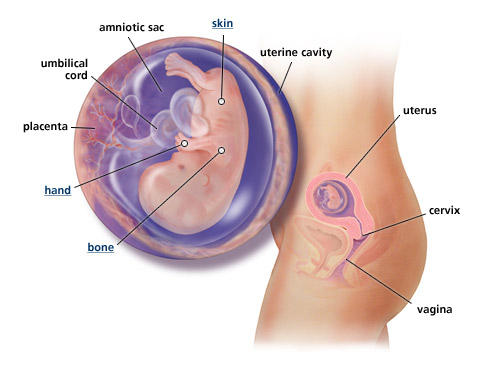 fetal-development-week-11