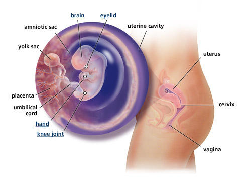 pregnant uterus 8 weeks