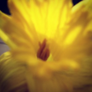 Weekend Daffodils