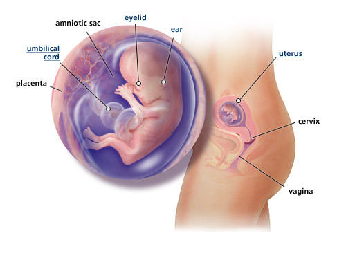 pregnancy-fetal-development-week-12