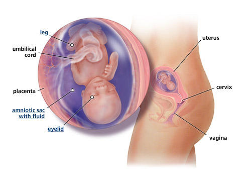 Pregnancy and fetal-development-week-15 
