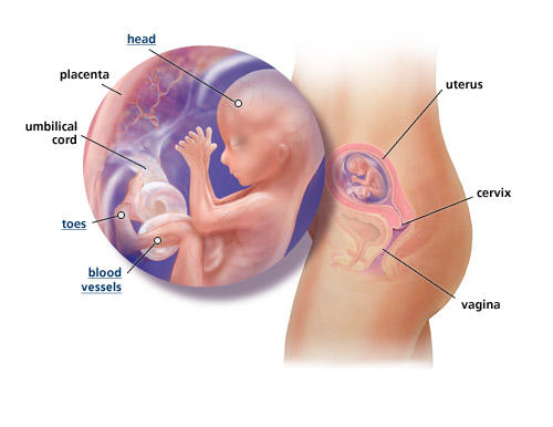 pregnant uterus 16 weeks