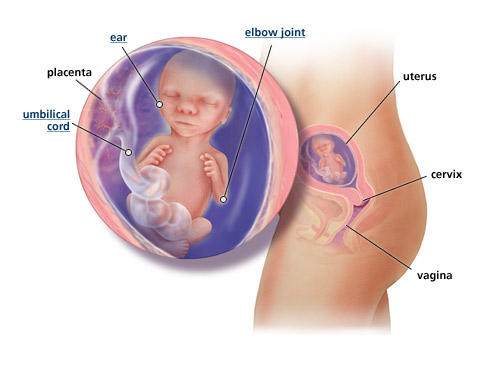 pregnancy-fetal-development-week-17