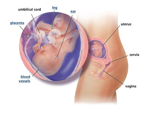 Pregnancy at 18 Weeks